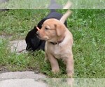 Small Photo #2 Labrador Retriever Puppy For Sale in ANNANDALE, MN, USA
