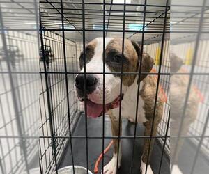 Boxer-Unknown Mix Dogs for adoption in Las Vegas, NV, USA