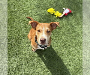 CAGNEY - Female Beagle-Unknown Mix Dog for Adoption - Photo #2