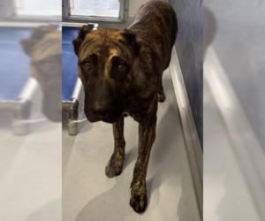 Mutt Dogs for adoption in Rowlett, TX, USA