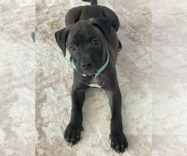 Medium Photo #1 Labrador Retriever-Unknown Mix Puppy For Sale in The Woodlands, TX, USA