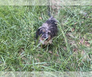 Aussiedoodle Miniature  Puppy for sale in INMAN, SC, USA