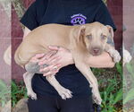 Small #2 American Staffordshire Terrier-Labrador Retriever Mix