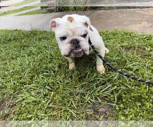 Bulldog Dogs for adoption in Sanford, FL, USA