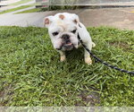 Small Bulldog