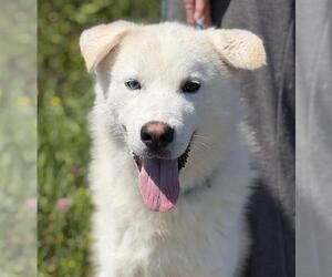 Labsky Dogs for adoption in Canfield, OH, USA