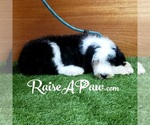 Small Photo #2 Sheepadoodle Puppy For Sale in OVERGAARD, AZ, USA
