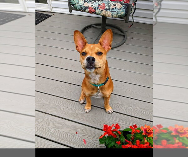 Medium Photo #21 Boston Terrier-Unknown Mix Puppy For Sale in Shermans Dale, PA, USA