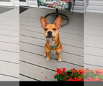 Small #20 Boston Terrier Mix