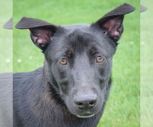 German Shepherd Dog-Unknown Mix Dogs for adoption in Huntley, IL, USA