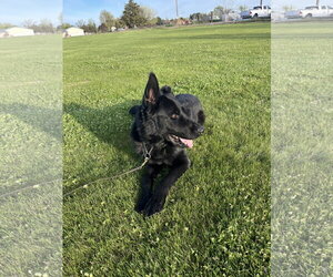 German Shepherd Dog Dogs for adoption in Emmett, ID, USA