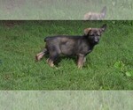 Small Photo #9 German Shepherd Dog Puppy For Sale in POWDER SPRINGS, GA, USA