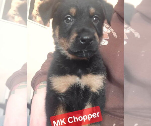 Medium Photo #1 Shepweiller Puppy For Sale in Foristell, MO, USA