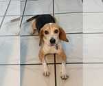 Small Photo #13 Beagle Puppy For Sale in Dunnellon, FL, USA