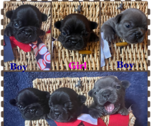 French Bulldog Puppy for Sale in FREDERICKSBURG, Virginia USA