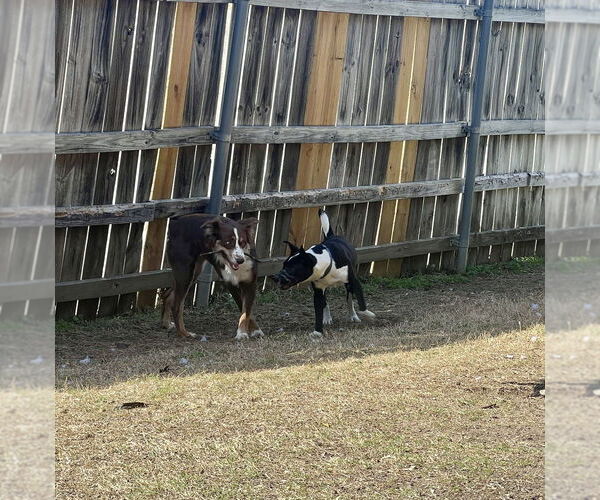Medium Photo #3 Australian Shepherd Puppy For Sale in Oak Bluffs, MA, USA