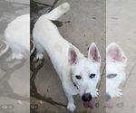 Small #1 Bull Terrier-Huskies  Mix