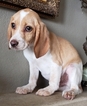 Small Photo #21 Beagle Puppy For Sale in EL CAJON, CA, USA
