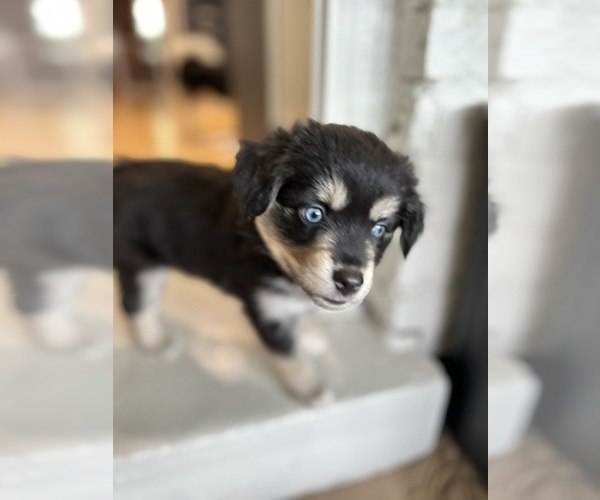 Medium Photo #3 Miniature Australian Shepherd-Pomsky Mix Puppy For Sale in CHICAGO, IL, USA