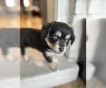 Small Photo #3 Miniature Australian Shepherd-Pomsky Mix Puppy For Sale in CHICAGO, IL, USA