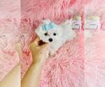 Small #1 Maltese