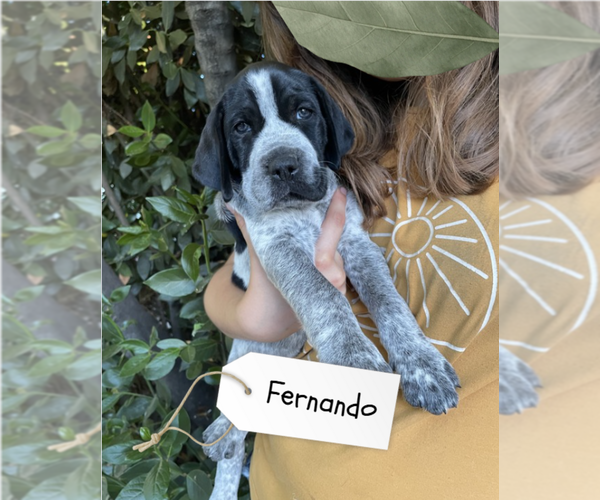 Medium Photo #43 Pointer Puppy For Sale in SACRAMENTO, CA, USA