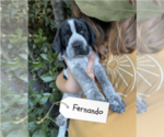 Small Photo #43 Pointer Puppy For Sale in SACRAMENTO, CA, USA