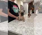 Puppy Mai Tai French Bulldog