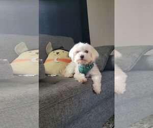 Maltese-Unknown Mix Dogs for adoption in St. Louis Park, MN, USA
