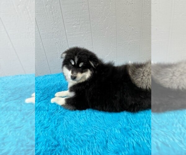 Medium Photo #13 Pomsky Puppy For Sale in BELLEVUE, IA, USA