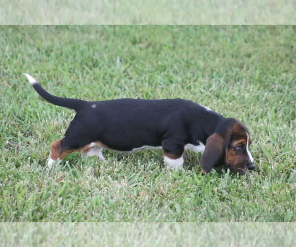 Medium Photo #5 Basset Hound Puppy For Sale in MEMPHIS, MO, USA