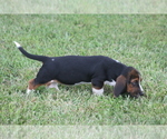 Small #4 Basset Hound