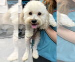 Small Poodle (Miniature) Mix