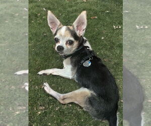 Chihuahua Dogs for adoption in Bellevue, WA, USA
