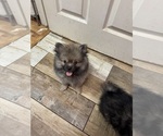 Image preview for Ad Listing. Nickname: Mocha