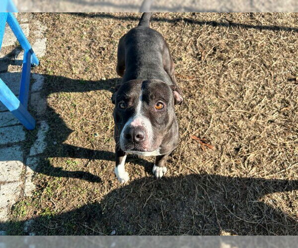 Medium Photo #2 American Pit Bull Terrier Puppy For Sale in Ocala, FL, USA