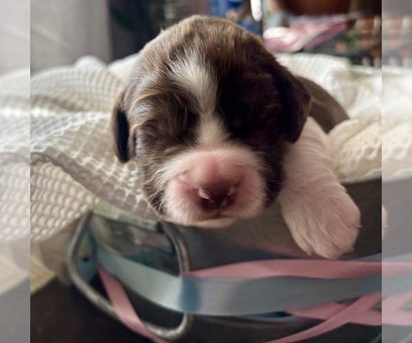 Medium Photo #3 English Springer Spaniel Puppy For Sale in ACTON, MT, USA