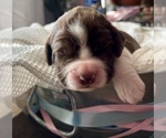 Small #2 English Springer Spaniel