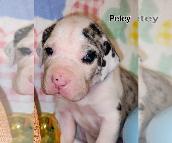 Medium Photo #1 Great Dane Puppy For Sale in CELESTE HINKLE, NC, USA