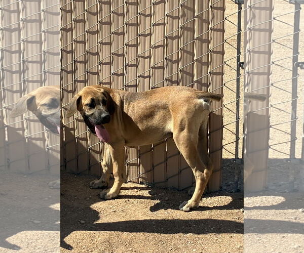 Medium Photo #4 Mastiff Puppy For Sale in Hesperia, CA, USA