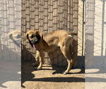 Small #3 Mastiff