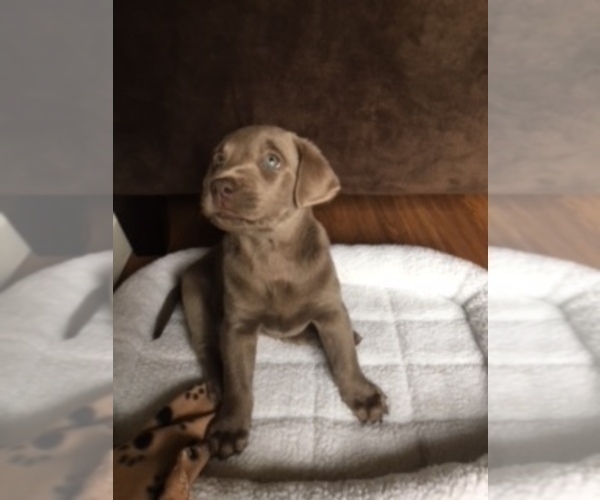 Medium Photo #5 Labrador Retriever Puppy For Sale in FOUNTAIN, CO, USA