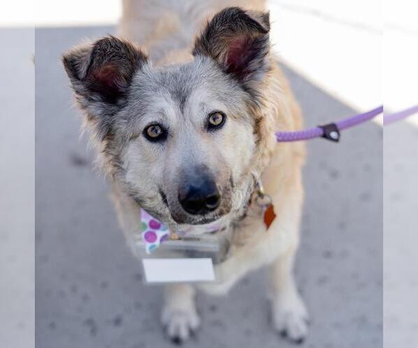 Medium Photo #36 Mutt Puppy For Sale in San Diego, CA, USA