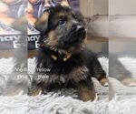 Puppy Puppy 2 German Shepherd Dog
