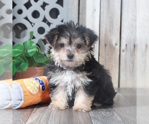 Yo-Chon Puppy for sale in MARIETTA, GA, USA