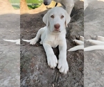 Small #5 Akbash Dog