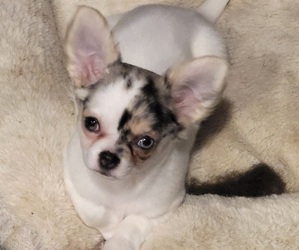 Chihuahua Puppy for sale in BLUE RIVER, WI, USA