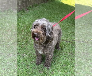 Coco - Female Aussiedoodle Miniature  Dog for Adoption - Photo #4
