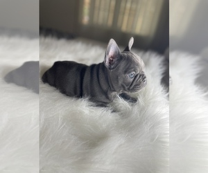 French Bulldog Puppy for sale in TURLOCK, CA, USA