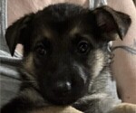 Small #1 German Shepherd Dog